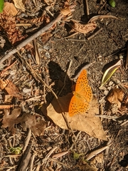 Argynnis paphia