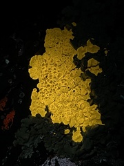 Lecanoromycetidae