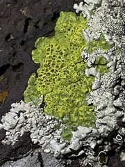 Lecanoromycetidae