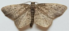 Hypagyrtis piniata