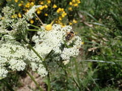Eristalis horticola