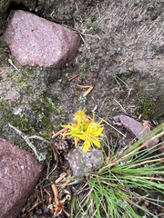 Sedum lanceolatum