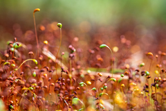 Funaria hygrometrica
