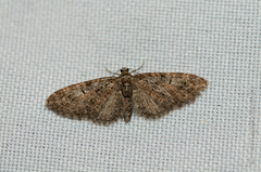 Eupithecia dodoneata