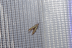 Ochromolopis ictella