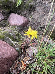 Sedum lanceolatum