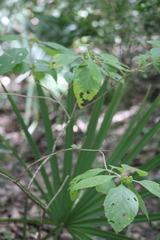Callicarpa americana