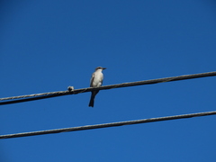 Tyrannus dominicensis