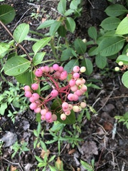 Viburnum cassinoides image