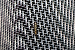 Ochromolopis ictella