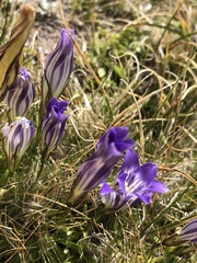 Gentianopsis