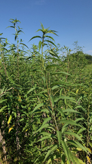 Helianthus grosseserratus