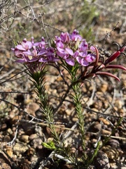 Polygalaceae