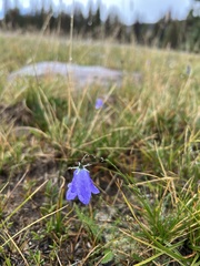 Campanula rotundifolia