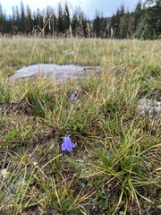 Campanula rotundifolia