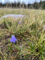 Campanula rotundifolia