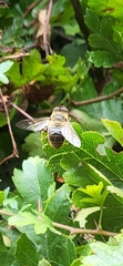 Eristalis tenax