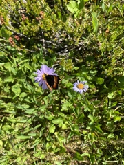 Aglais milberti