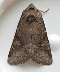 Lacinipolia meditata