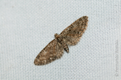 Eupithecia abbreviata