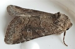 Lacinipolia meditata