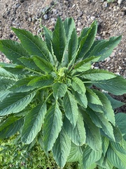 Amaranthus retroflexus