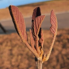 Handroanthus coronatus