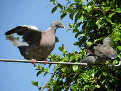 Columba palumbus palumbus