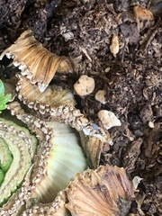 Sciaroidea