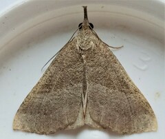 Phalaenostola metonalis