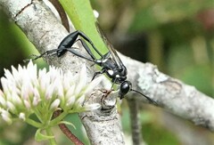 Eremnophila aureonotata