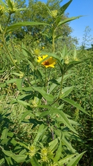 Helianthus grosseserratus