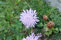 Dipsacoideae