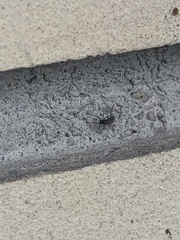 Sciaroidea
