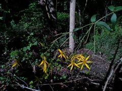 Silphium