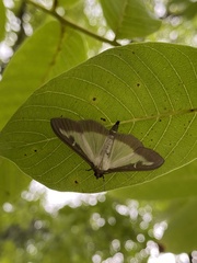 Cydalima perspectalis
