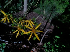 Silphium