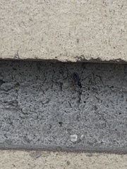 Sciaroidea