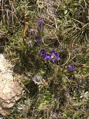 Gentianopsis