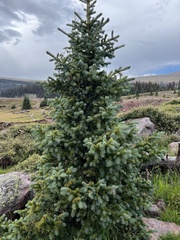 Picea pungens