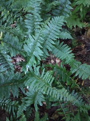 Polystichum acrostichoides