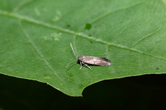 Epermenia devotella