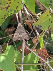 Macroglossum stellatarum