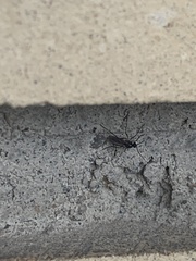 Sciaroidea
