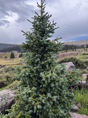 Picea pungens