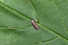 Epermenia devotella
