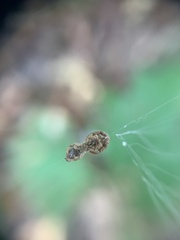 Hyptiotes