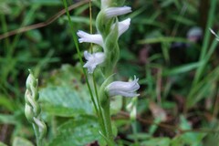 Spiranthes arcisepala