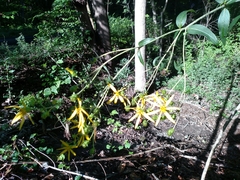 Silphium