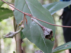 Ceropegia kachinensis